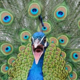 A very angry peacock face