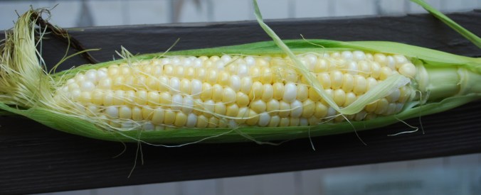 A beautiful ear of fresh bi-color corn still half in the husk