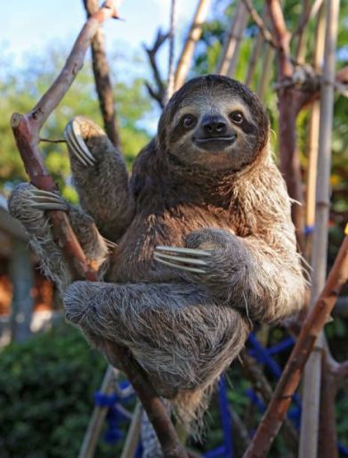 Color photo of a 3-toed sloth